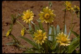 Image of Mt. Diablo helianthella