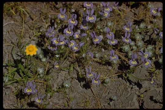 Image of Harlequin Calico-Flower