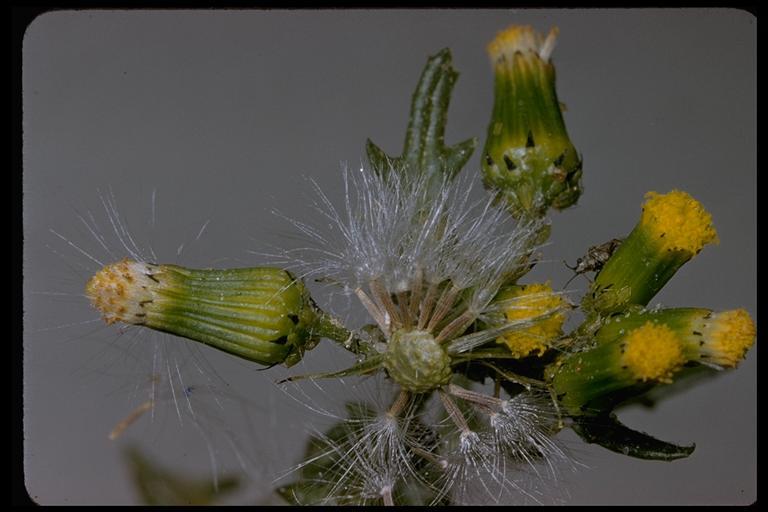 Image of groundsel