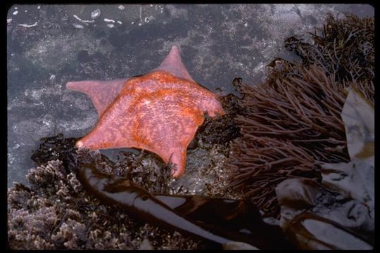 Image of Bat star