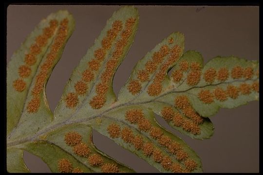 Слика од Polypodium californicum Kaulf.