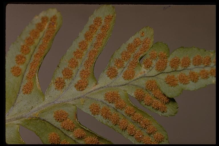 Image de Polypodium californicum Kaulf.