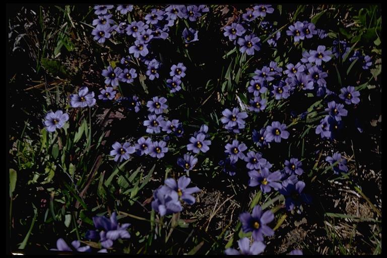 Image of western blue-eyed grass