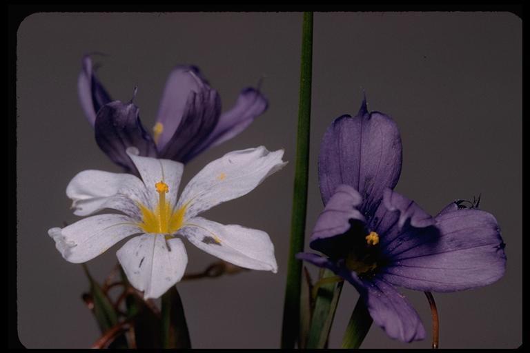 Image of western blue-eyed grass