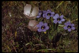 Image of western blue-eyed grass