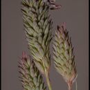 Image of California canarygrass