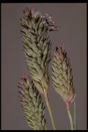 Image of California canarygrass