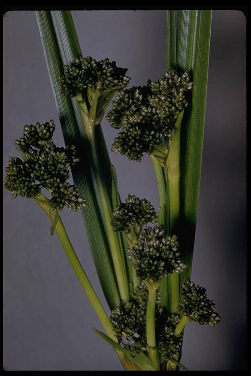 Image of panicled bulrush