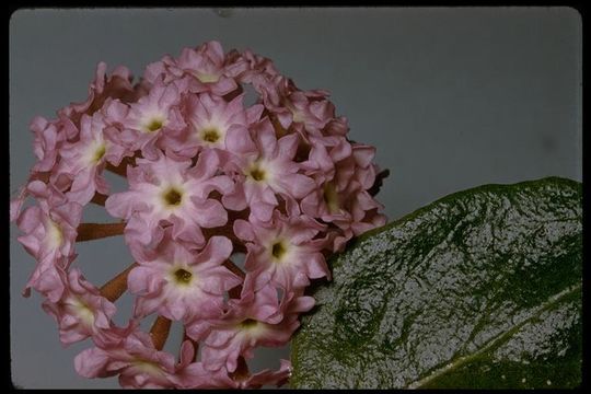 Image of pink sand verbena