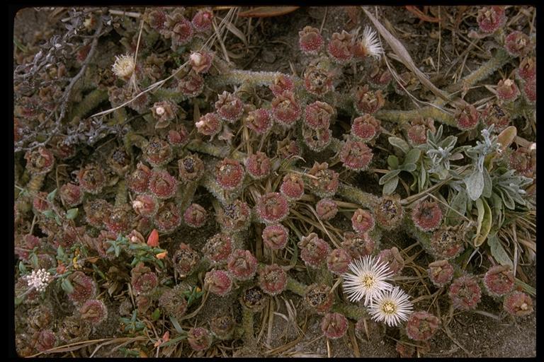 Image of common iceplant