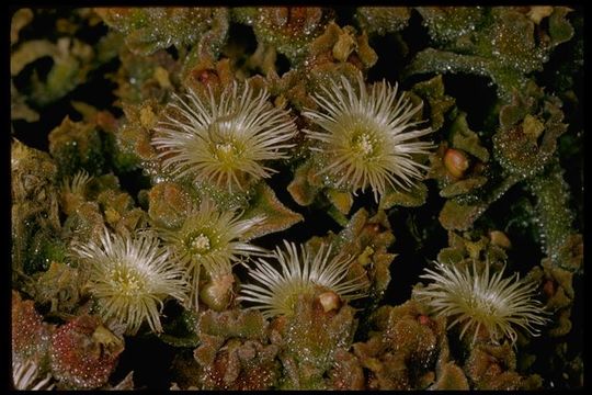 Image of common iceplant