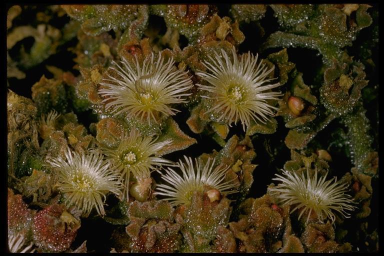 Слика од Mesembryanthemum crystallinum L.