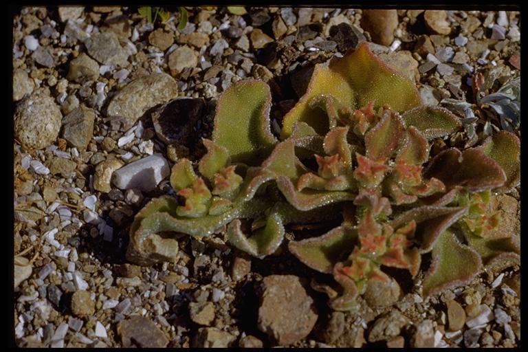 Image of common iceplant