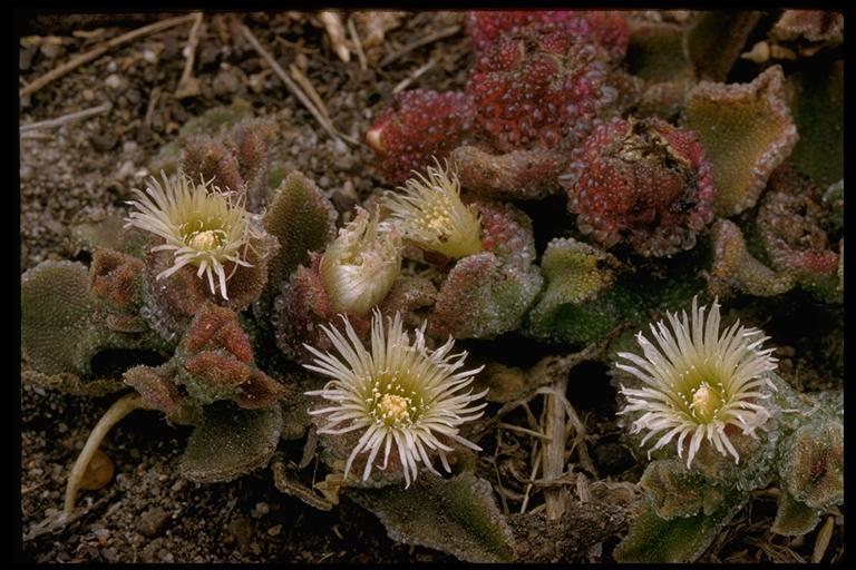 Image of common iceplant