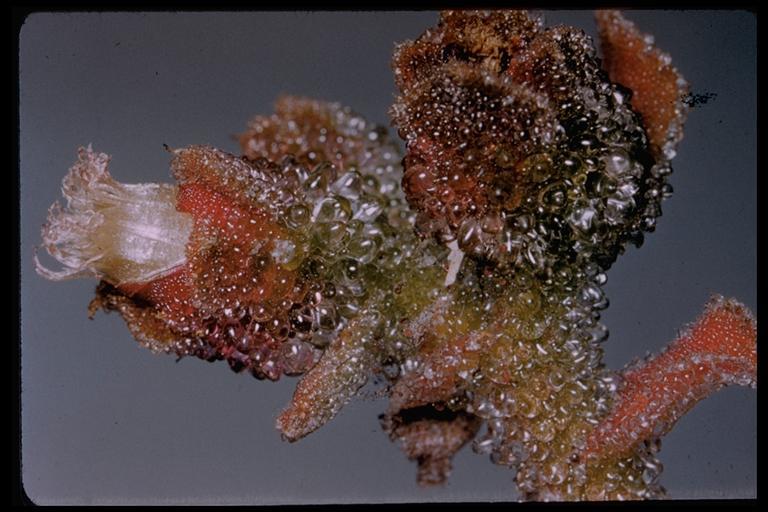 Слика од Mesembryanthemum crystallinum L.