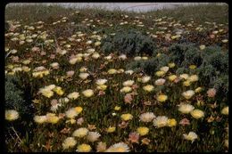 Imagem de Carpobrotus edulis (L.) N. E. Br.