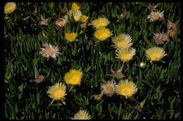 Imagem de Carpobrotus edulis (L.) N. E. Br.