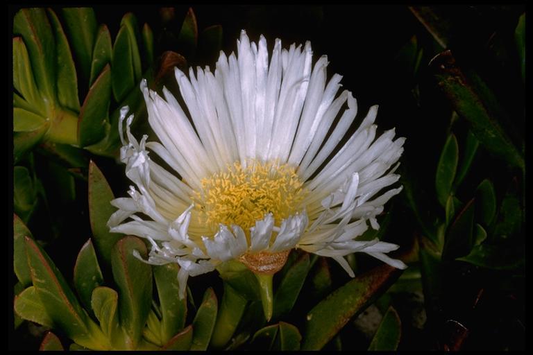 Imagem de Carpobrotus edulis (L.) N. E. Br.