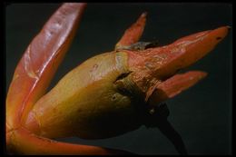 Imagem de Carpobrotus edulis (L.) N. E. Br.