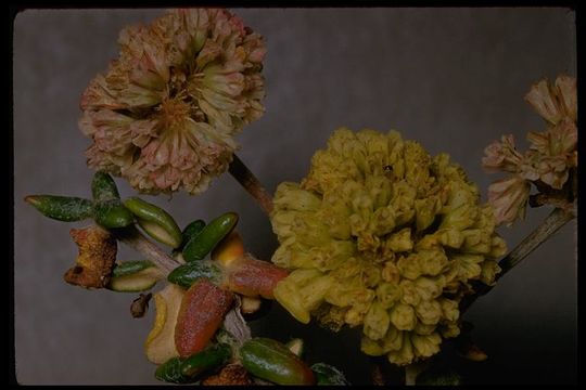 Image de Eriogonum parvifolium Sm.