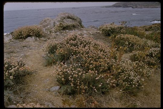 Image of seacliff buckwheat