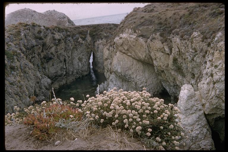 Image of seacliff buckwheat