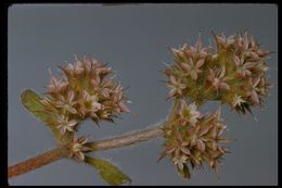 Image of Monterey spineflower