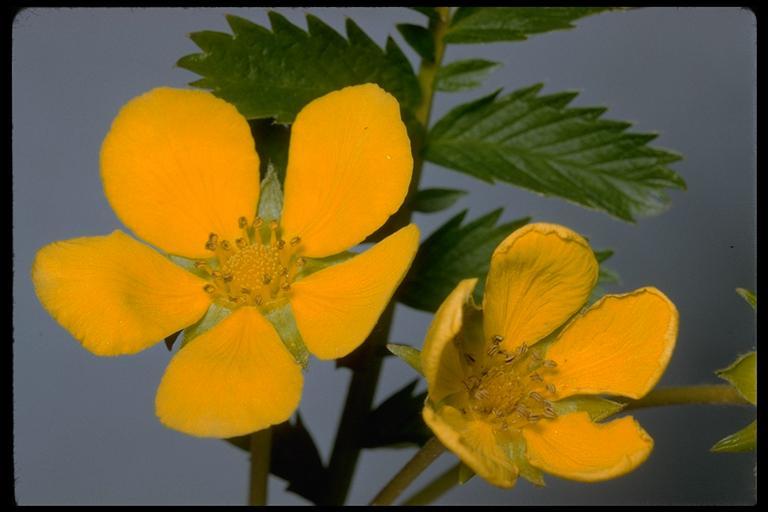 Image of 3 toothed cinquefoil