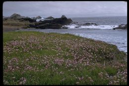 Image of dwarf checkerbloom