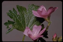 Image of dwarf checkerbloom