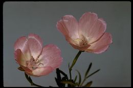 Image de Clarkia bottae (Spach) H. & M. Lewis