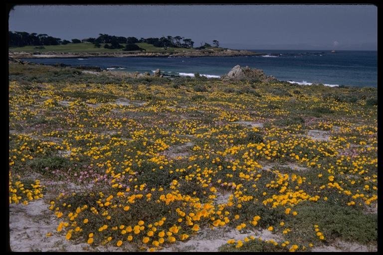 Imagem de Eschscholzia californica Cham.