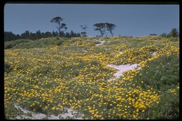 Imagem de Eschscholzia californica Cham.