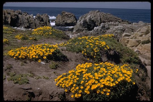 Imagem de Eschscholzia californica Cham.