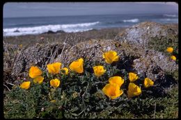 Imagem de Eschscholzia californica Cham.