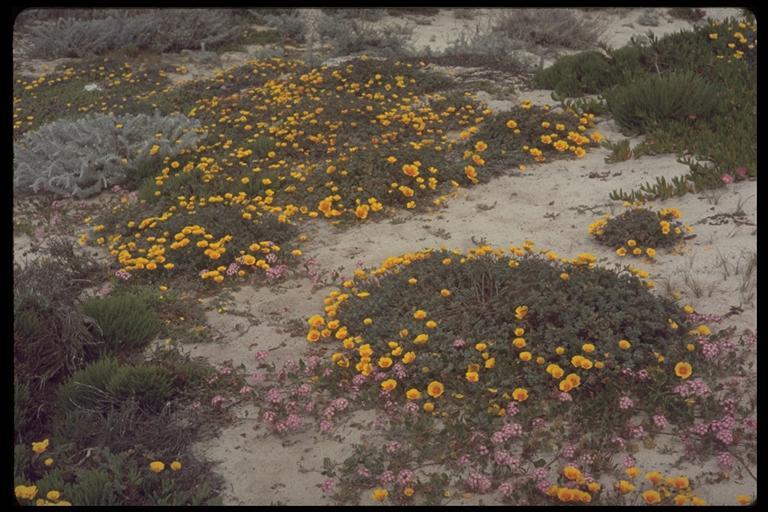 Imagem de Eschscholzia californica Cham.