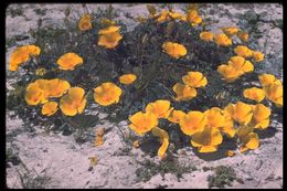 Imagem de Eschscholzia californica Cham.