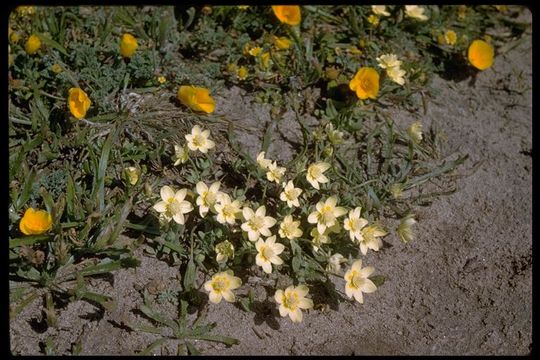 Image of Platystemon californicus Benth.