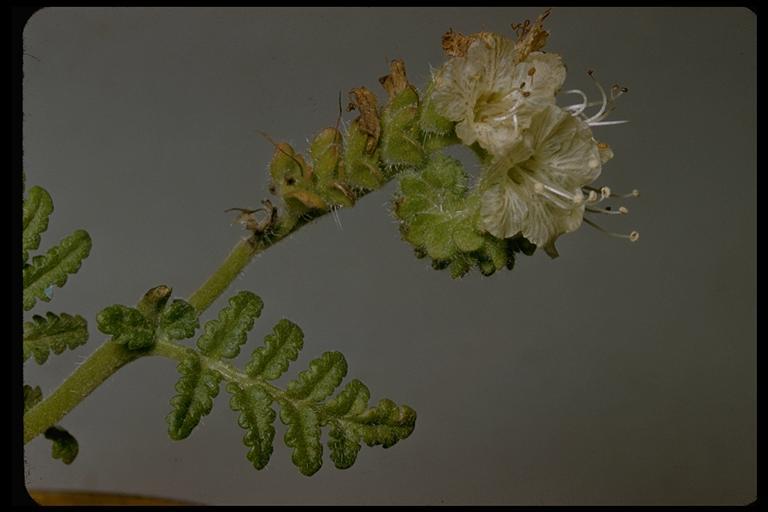 Image of branching phacelia