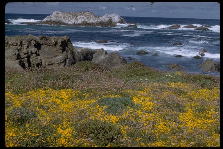 Imagem de Armeria maritima subsp. californica (Boiss.) A. E. Porsild