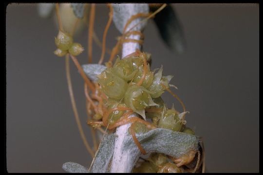 Image of chaparral dodder