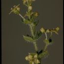 Galium californicum Hook. & Arn. resmi