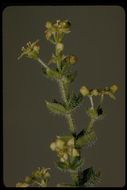 Galium californicum Hook. & Arn. resmi