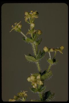Galium californicum Hook. & Arn. resmi