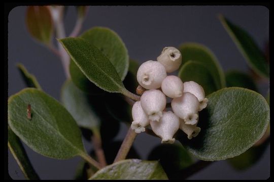 Image of Hooker's manzanita