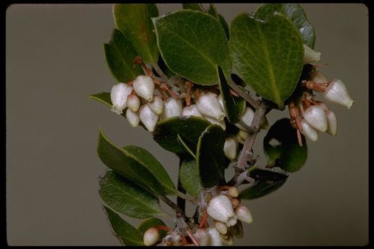 Image of Hooker's manzanita