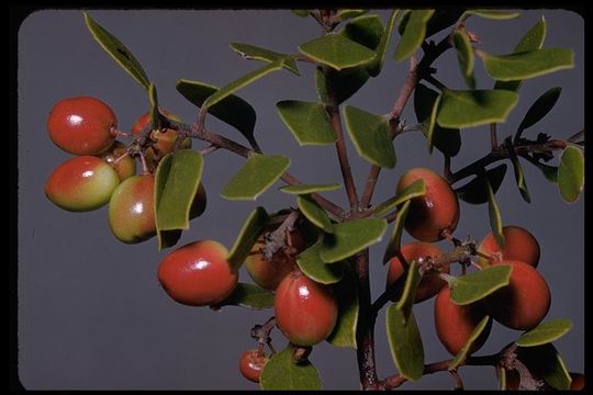 Image of Hooker's manzanita