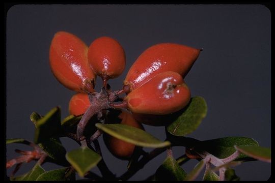 Image of Hooker's manzanita