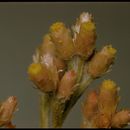 Image of Wright's cudweed