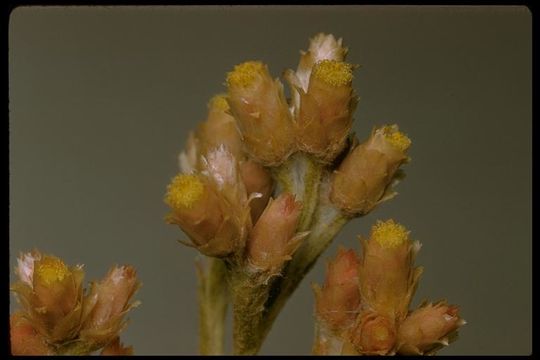 Image de Pseudognaphalium microcephalum (Nutt.) A. A. Anderberg